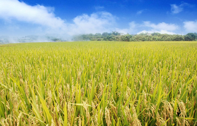 生产基地——蕉岭自然风光