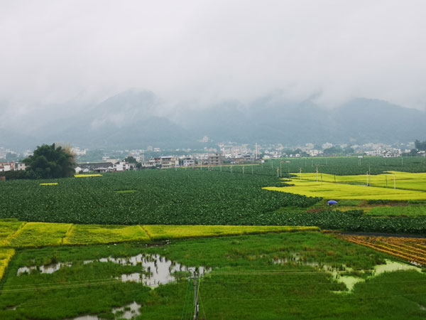 生产基地——水稻茁壮成长