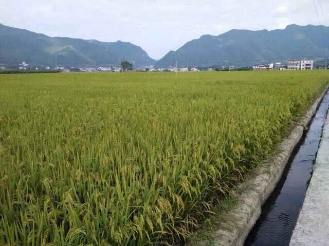 生产基地——活力米的源头