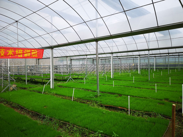 生产基地——蕉岭种植基地